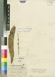 Image result for Diaphananthe sarcophylla