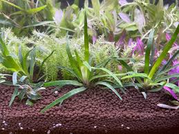 Image result for Eriocaulon