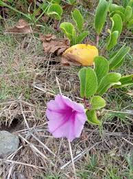 Image result for Ipomoea pes-caprae
