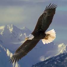 Gambar burung elang terbang di angkasa. Rajawali