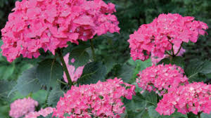 Come fare un tappetone a forma di fiore in stoffa. Ortensie O Hydrangea I Segreti Di Coltivazione Passione In Verde