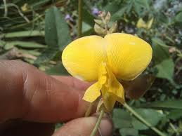 Image result for Vigna luteola