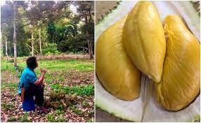 Pusat grosir eceran bibit pohon durian musang king kaki 3 (tiga). Permintaan Meningkat Setiap Tahun Ini Cara Tanam Musang King Untuk Pelaburan Bila Pencen