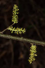 Image result for Opilia