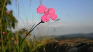 We did not find results for: Die Schonsten Fruhlingsbilder Der User Zdfmediathek