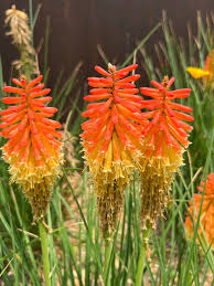 Image result for Uvaria tanzaniae