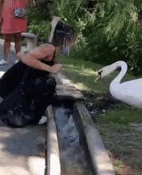 After a goose attack at a fishers walmart this week, dnr wants to make sure you know what to do if you come dillon says geese love to nest near ponds, but you can find them in some unusual spots too. Goose Attack Gifs Tenor
