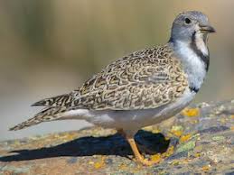 Image result for Tinnea vesiculosa