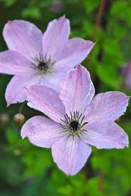 Fast growing flowering trees at low prices. Pin On Clematis