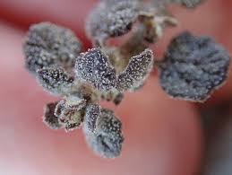 Image result for Dysphania congolana