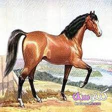صور خيول عربية أجمل الخيول العربية الاصيلة صور فرس عربى 2019 صور خيول kntosa com 11 19 154 horses beautiful horses arabian horse