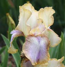 Tb Iris Germanica Desert Flower Sass 1955 Iris Flowers Iris Garden Bulbous Plants