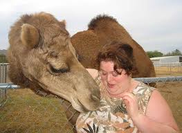 It is because it appears like a camel toe. Next Big Thing After Camel Toe Introducing Camel Bites Onedio Co