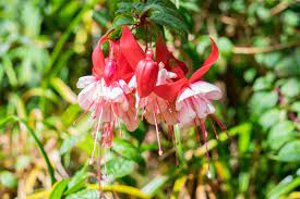 There are 14235 native flowers for sale on etsy, and they cost au. Native Patagonia Flowers And Where To Find Them