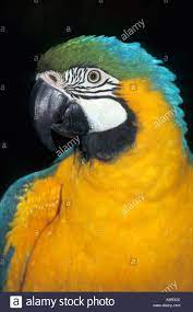 Amazonas Brasil Guacamayo Azul Y Amarillo La Arara Caninde Ara Ararauna Foto De Stock Blue And Yellow Macaw Macaw Canvas Prints