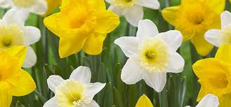 The best time to plant daffodil bulbs in the uk is from august to october. Bring On Spring With Durable Dependable Daffodils