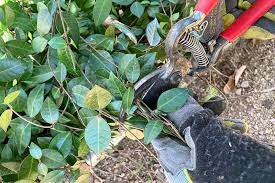 How To Prune And Control Asiatic Jasmine Vines | Gardener's Path