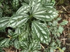 Image result for Pilea sublucens