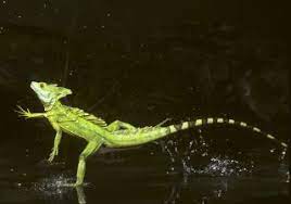 Males have a distinctive tall crest adorning their heads and backs used to attract females. Helmeted Lizard Green Basilisk Lizard Dk Find Out