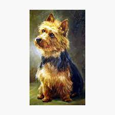 A terrier is a dog of any one of many breeds or landraces of the terrier type, which are typically small, wiry, game, and fearless. Australian Terrier Gifts Merchandise Redbubble