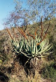 Image result for Aloe komatiensis