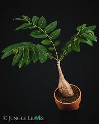 Image result for Phyllanthus
