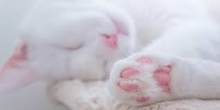 Tapak kaki kucing adalah satu bahagian tubuhnya yang sensitif dan peka pada gegaran bumi. Berjalan Seperti Dinosaurus Ini Sederet Fakta Unik Soal Telapak Kaki Kucing Merdeka Com