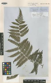 Image result for Xylopia wilwerthii