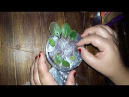 Como Fazer Mudas De Kalanchoe Calandivas E Suculentas Youtube Suculentas Como Cultivar Suculentas Suculentas Coloridas