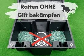 Die unbeliebten nager mögen verschieden gerüche und was tun, wenn ratten sich eingenistet haben? Die Besten Tipps Zur Rattenbekampfung Ohne Gift Gartenlexikon De