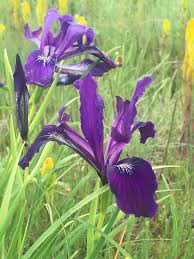 Image result for Obetia tenax