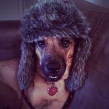 Russian Hat Russian Hat Animals Dogs