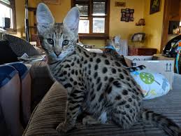 Developed to give the impression of grandeur and dignity of a wildcat with a african serval cats have the largest ears of all felines, and largest ears in relation to head size of any cat. Savannah Cat Photos Savannah Breed Section Photos Savannah Cat Photo Savannah Breed Photos Tica S Official Savannah Breed Section