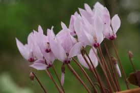 Cilician cyclamen, hardy cyclamen, turkish hardy cyclamen, sowbread, persian violet. Cyclamen Cilicium