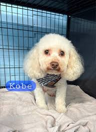 Lucky Dog Grooming & Pet...