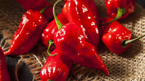A ghost pepper is crazy hot. Is It Safe To Eat Ghost Peppers