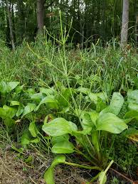 Image result for Alisma