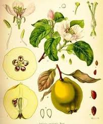 Huile De Coings Labelblue Huiles Infusees Dessin Botanique Illustration Botanique Vintage Gravures Botaniques Anciennes