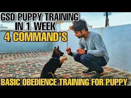 At this young age, they can learn basic puppy training cues such as there are many different methods of training your puppy that you might have heard about or even seen in person with a dog trainer. German Shepherd Puppy Training Sit Down Hand Shake Command In 1 Week Intelligent Puppy Pets Dogs Cats Caring Tips And Pictures