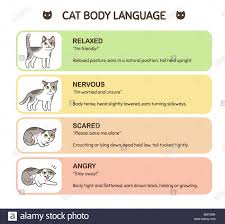 Feline Body Language Educational Infographic Chart Cat