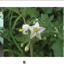 Image result for Solanum grossidentatum