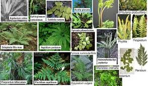 Check spelling or type a new query. Pengertian Kingdom Plantae Ciri Ciri Manfaat Klasifikasinya