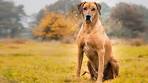 Rhodesian Ridgeback Dog Breed Information and Pictures