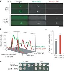 Check spelling or type a new query. Alp7 Tacc Is A Crucial Target In Ran Gtpase Dependent Spindle Formation In Fission Yeast Nature