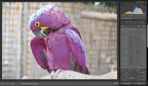 Getting familiar with the keyboard shortcuts in lightroom will save you lots of time. Must Know Tips For Using Lightroom S New Auto Mask Feature