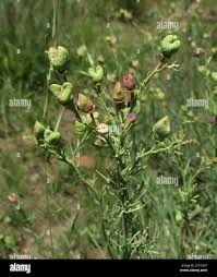 Image result for Thamnosma rhodesica