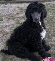 Black And White Standard Poodle Puppies For Sale Dogs Puppies For Sale In Eastern North Carolina Ebay Classifieds Kijiji Page 1 Poodle Puppy Poodle Puppy Standard Dogs And Puppies