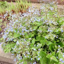 Plants are happy in any shady area that stays relatively moist. Brunnera Macrophylla