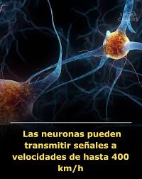 Las neuronas, esas diminutas células que forman nuestro cerebro y sistema nervioso, son sorprendentemente rápidas. Algunas de ellas pueden transmitir señales eléctricas a velocidades de hasta 400 kilómetros por hora. Esta velocidad