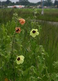 Image result for Hibiscus panduriformis